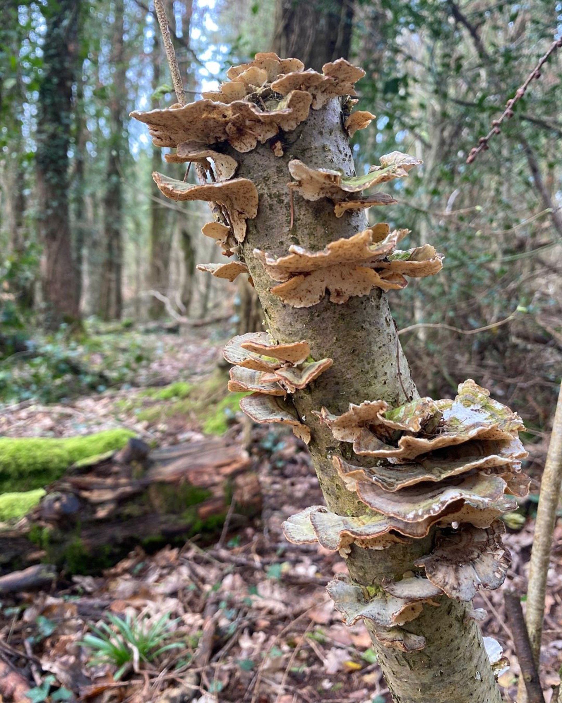 Wickham: Mushrooms in Meon Valley, Wickham